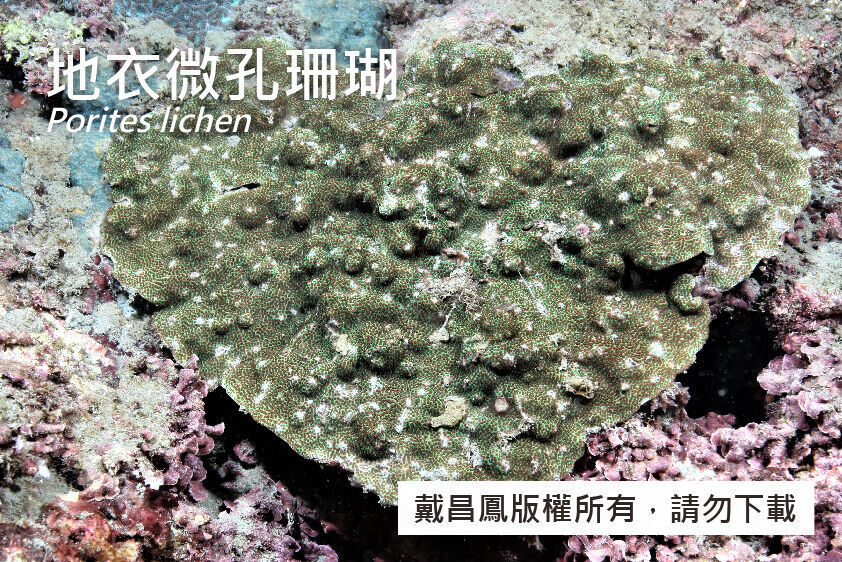 地衣微孔珊瑚