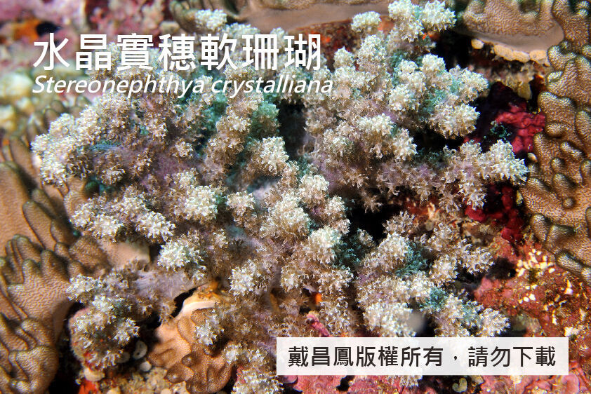 水晶實穗軟珊瑚