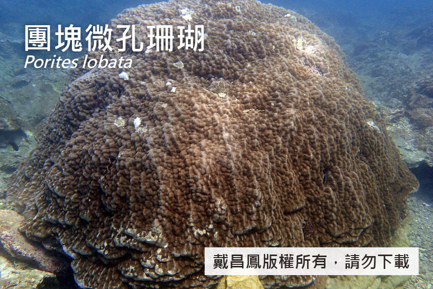 團塊微孔珊瑚