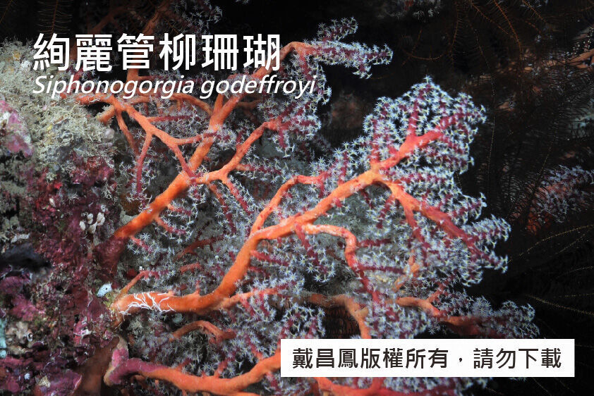 絢麗管柳珊瑚