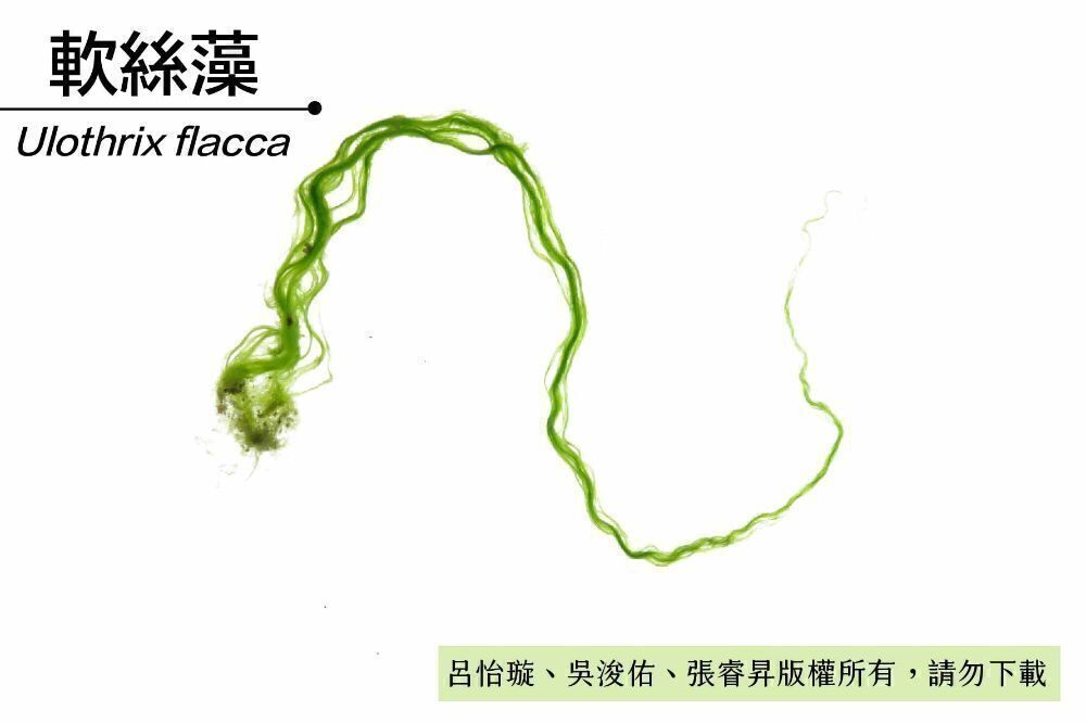 軟絲藻-臺灣百種海洋生物-大型海藻與海草