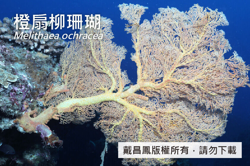橙扇柳珊瑚