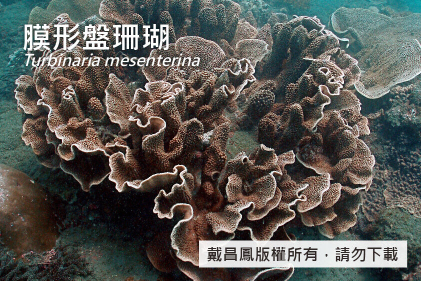 膜形盤珊瑚