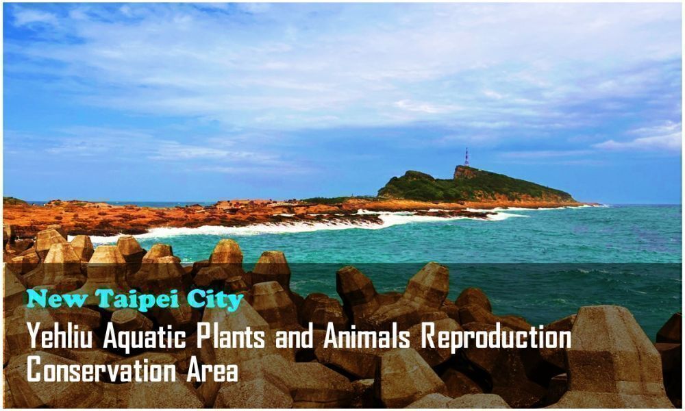 29_New Taipei City_Yehliu Aquatic Plants and Animals Reproduction Conservation Area
