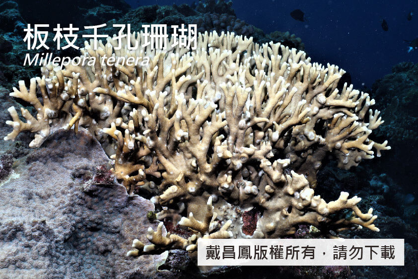 板枝千孔珊瑚
