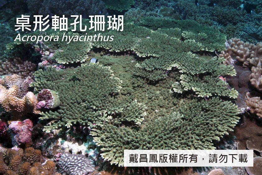 桌形軸孔珊瑚