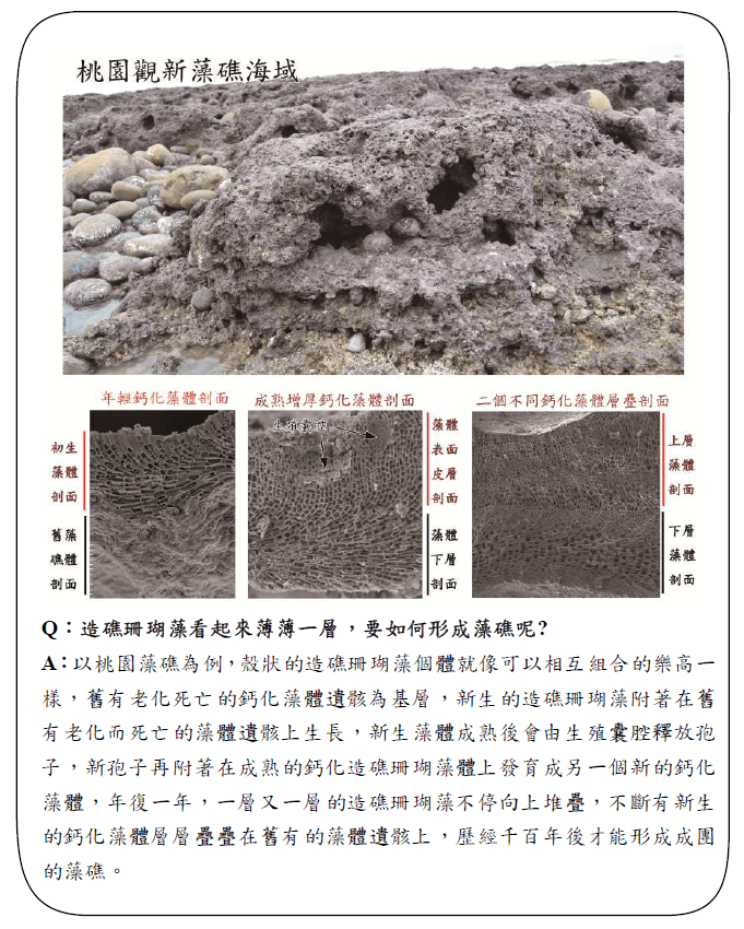 3造礁珊瑚藻看起來薄薄一層要如何形成藻礁呢