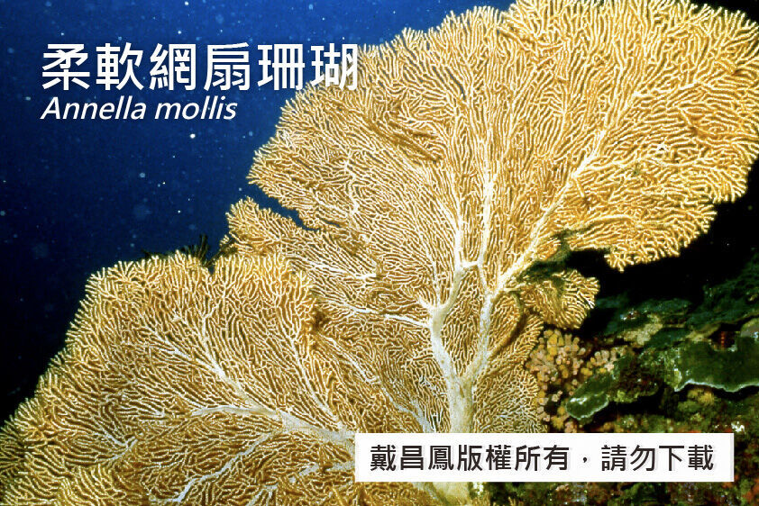 柔軟網扇珊瑚