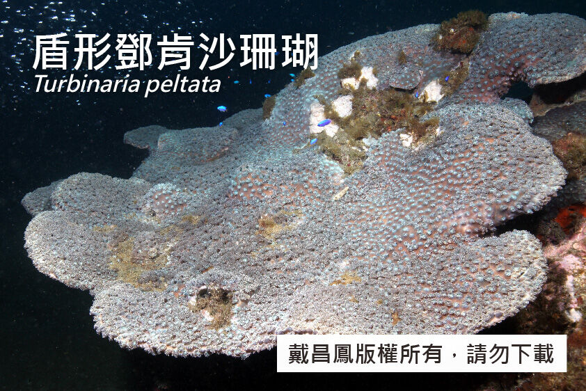 盾形鄧肯沙珊瑚