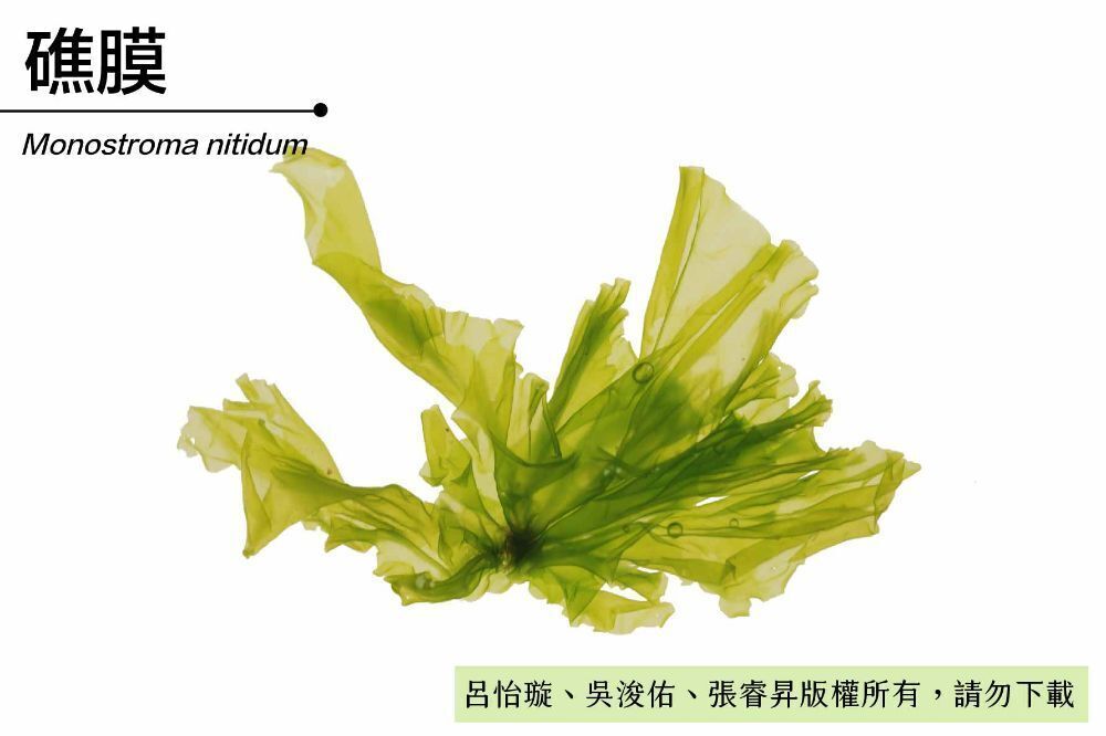 礁膜-臺灣百種海洋生物-大型海藻與海草