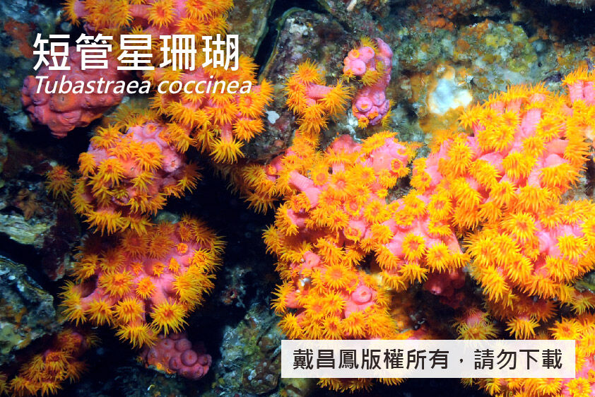 短管星珊瑚