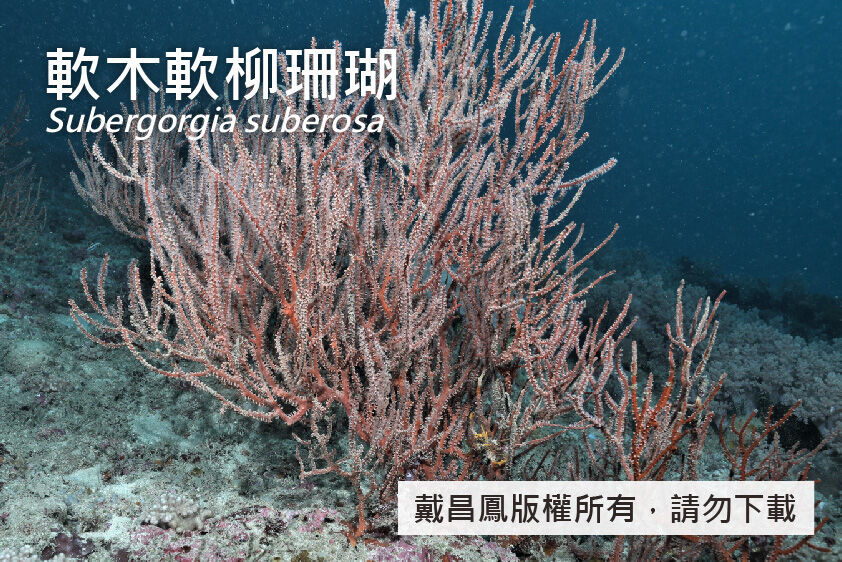 軟木軟柳珊瑚