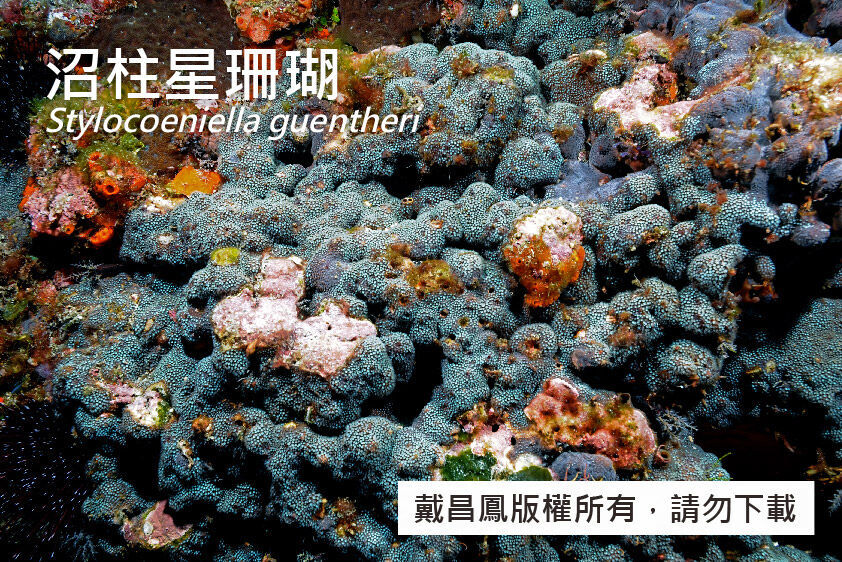 沼柱星珊瑚