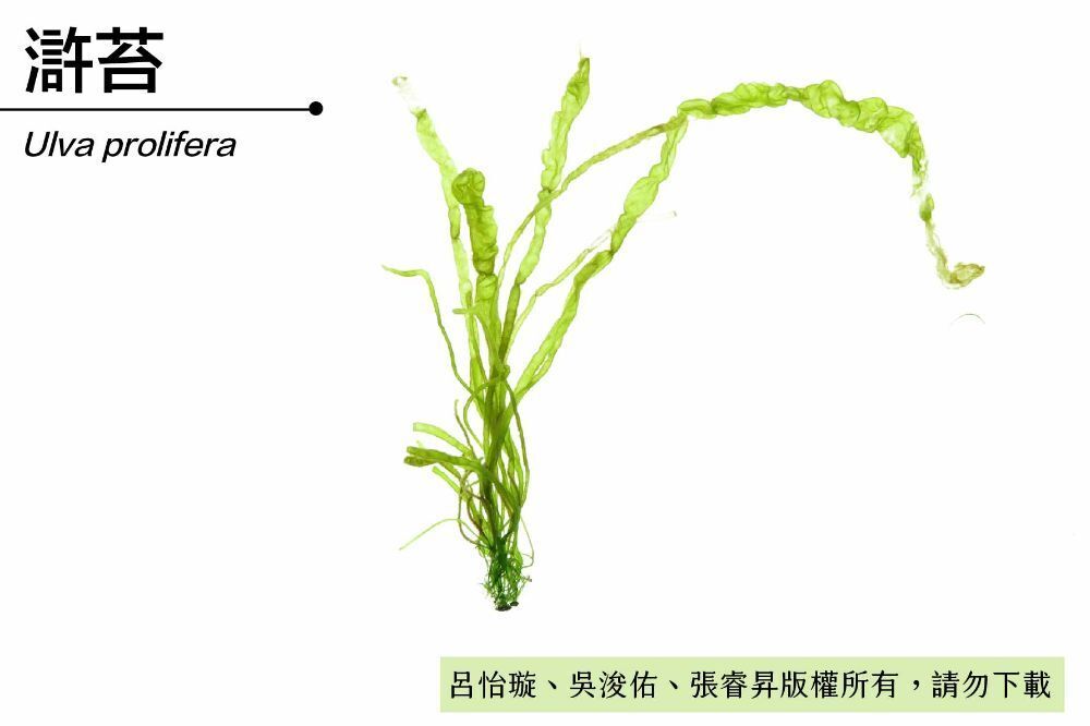 滸苔-臺灣百種海洋生物-大型海藻與海草