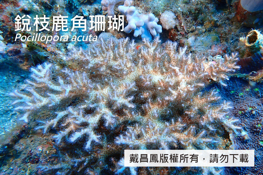 銳枝鹿角珊瑚