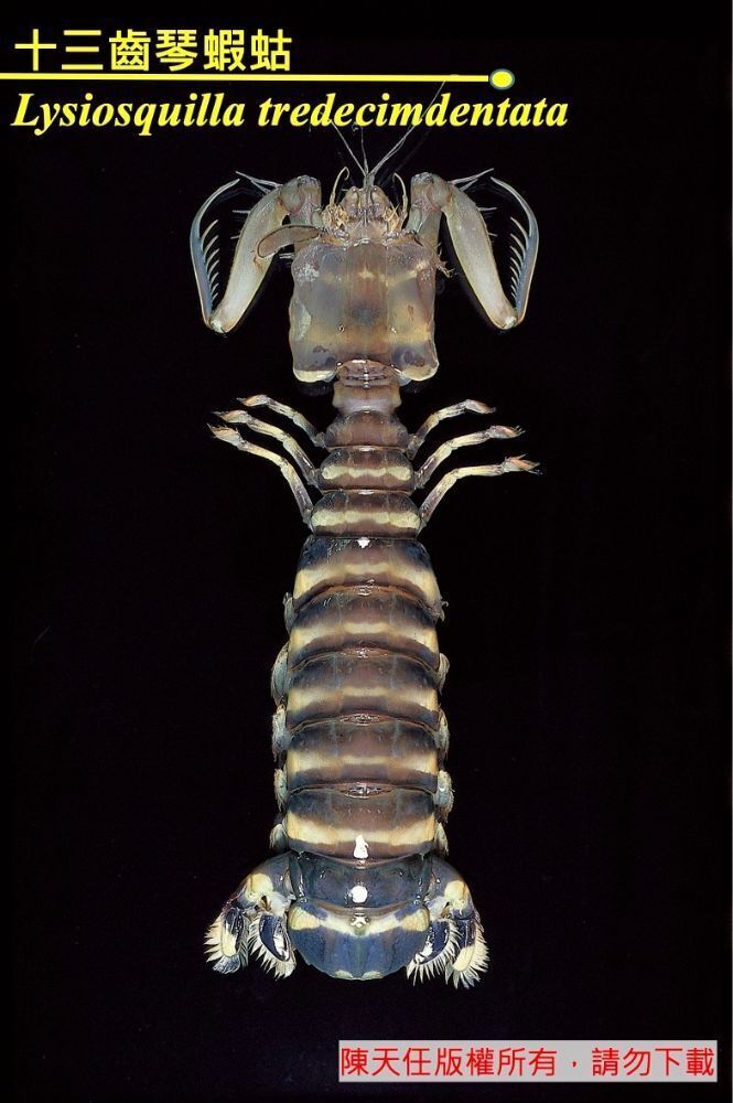 十三齒琴蝦蛄 Lysiosquilla tredecimdentata Holthuis
