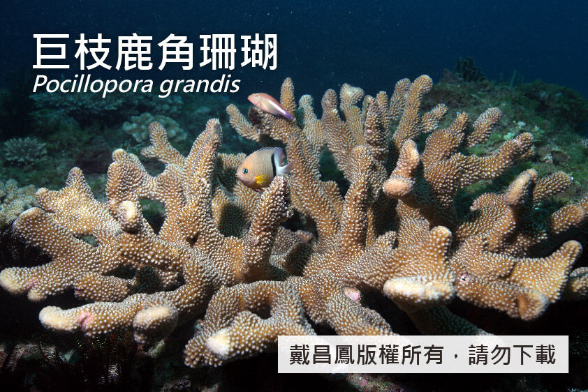 巨枝鹿角珊瑚