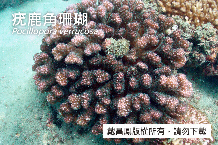 疣鹿角珊瑚