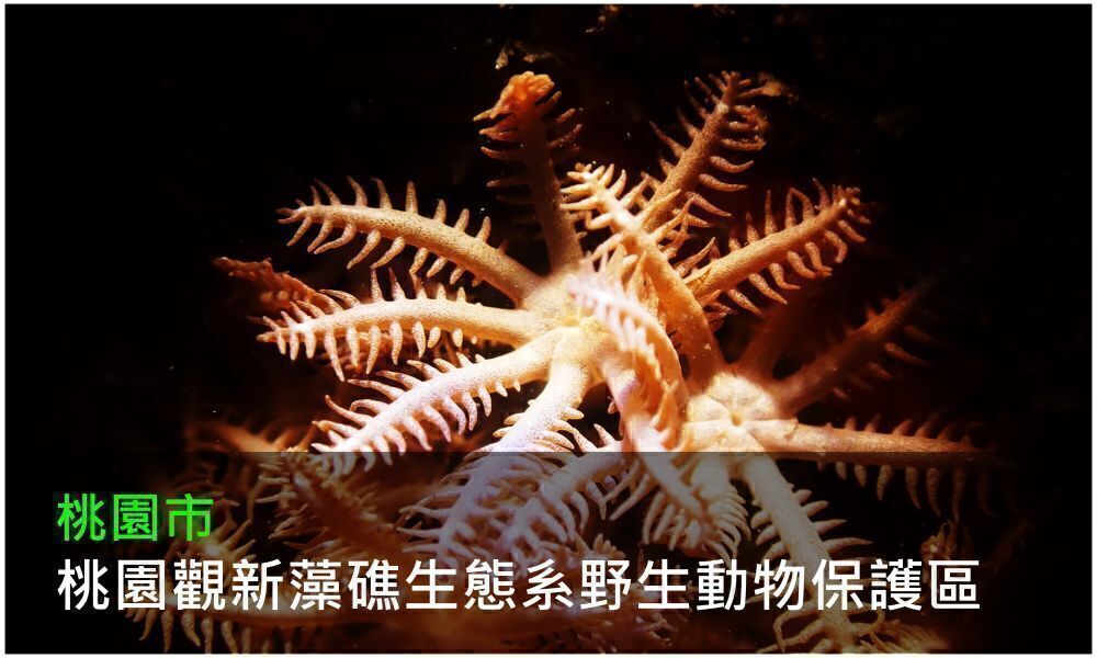 桃園觀新藻礁生態系野生動物保護區照片(點選開啟介紹網頁)