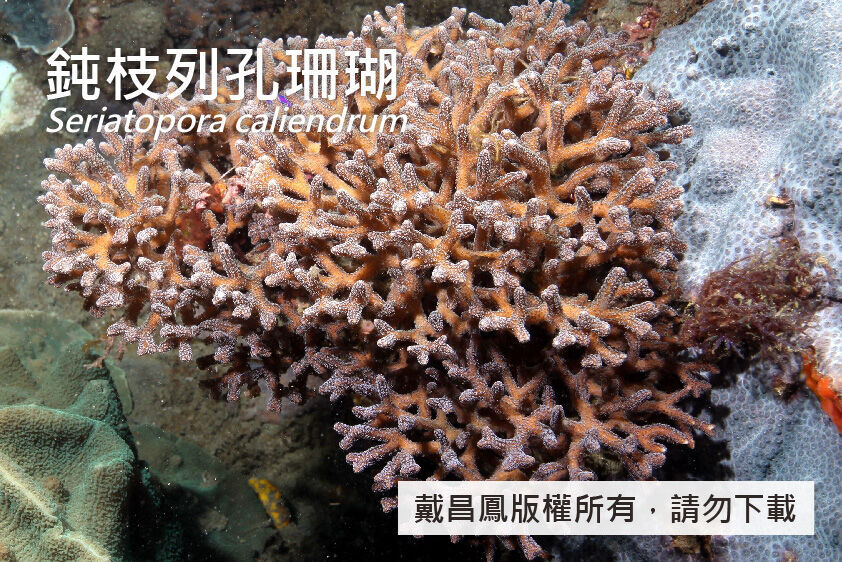 鈍枝列孔珊瑚