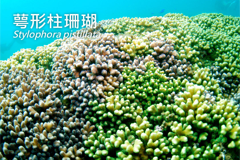萼形柱珊瑚