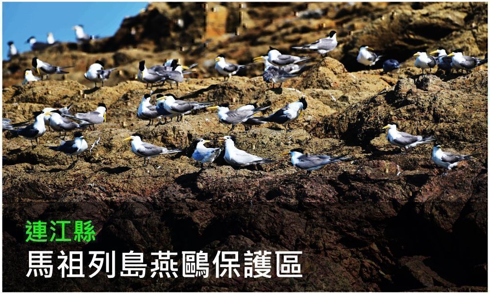 連江縣馬祖列島燕鷗保護區照片(點選開啟介紹網頁)