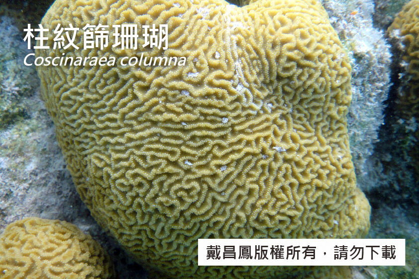 柱紋篩珊瑚