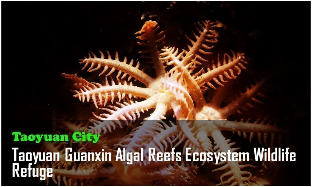 39_Taoyuan City_Taoyuan Guanxin Algal Reefs Ecosystem Wildlife Refuge