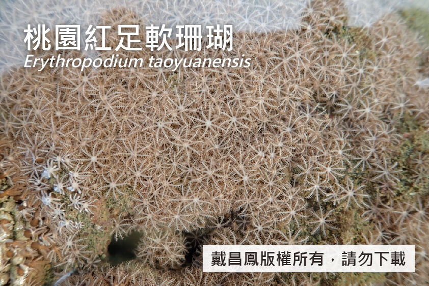 桃園紅足軟珊瑚