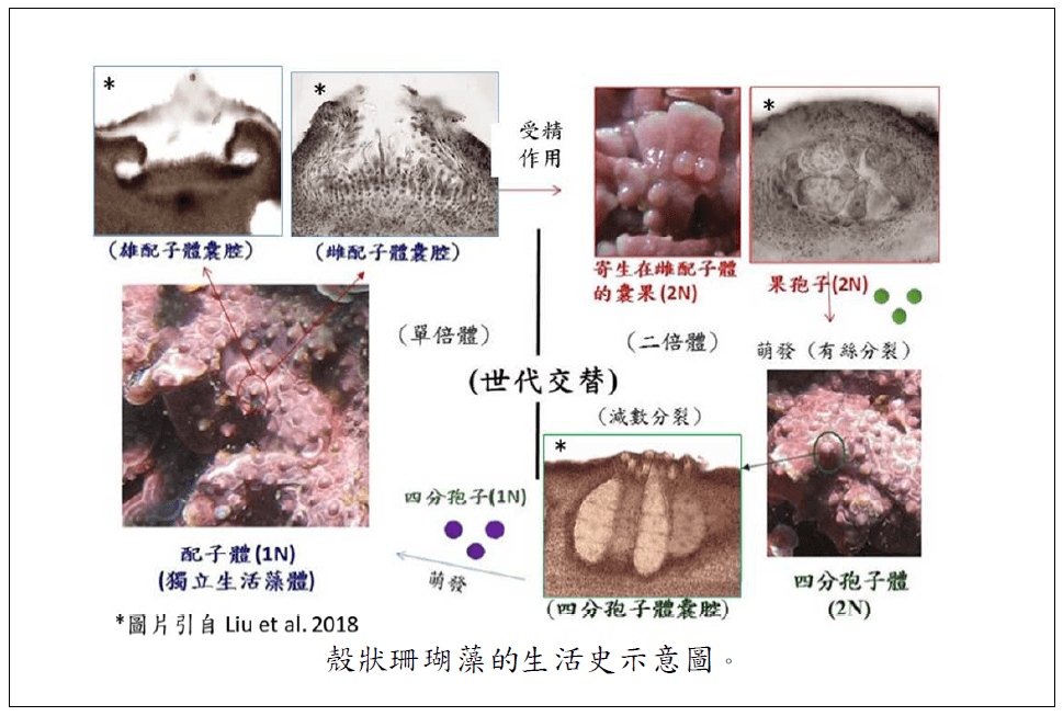 4殼狀珊瑚藻的生活史示意圖