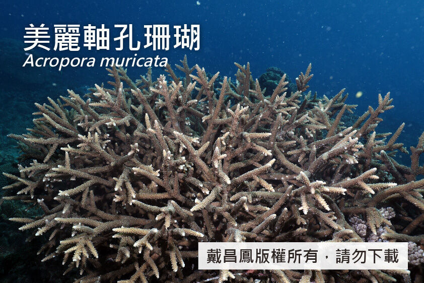 美麗軸孔珊瑚