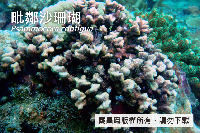 毗鄰沙珊瑚