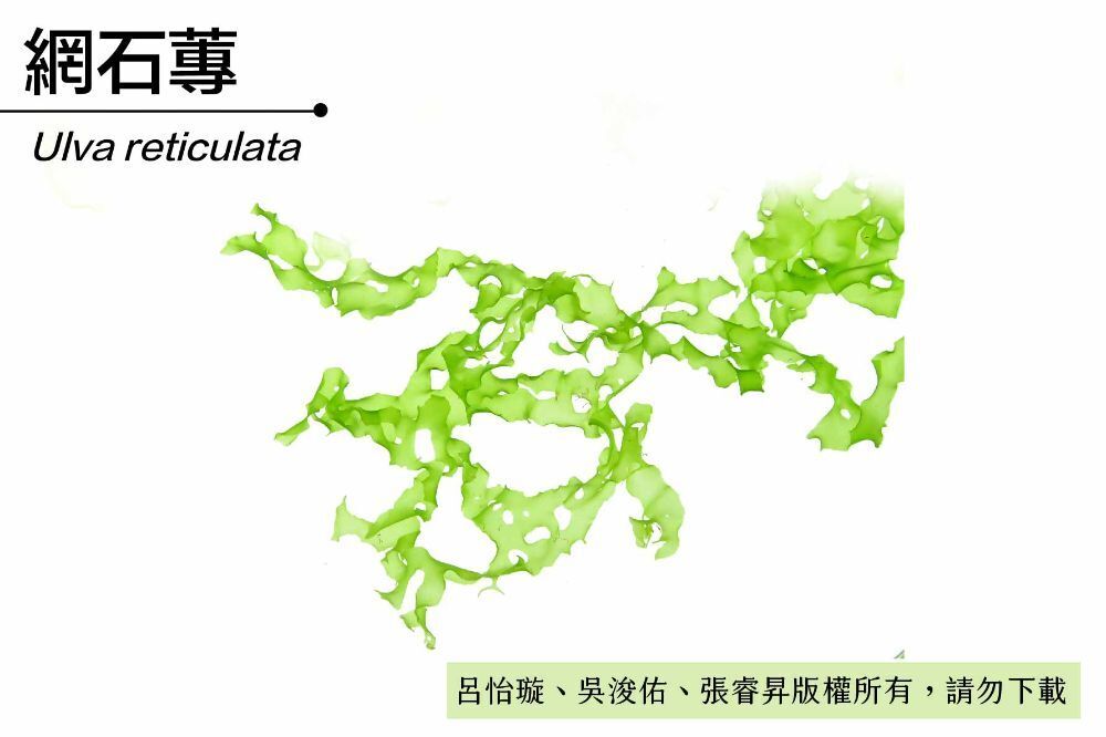 網石蓴-臺灣百種海洋生物-大型海藻與海草