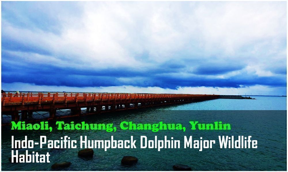 40_Miaoli, Taichung, Changhua, Yunlin_Indo-Pacific Humpback Dolphin Major Wildlife Habitat