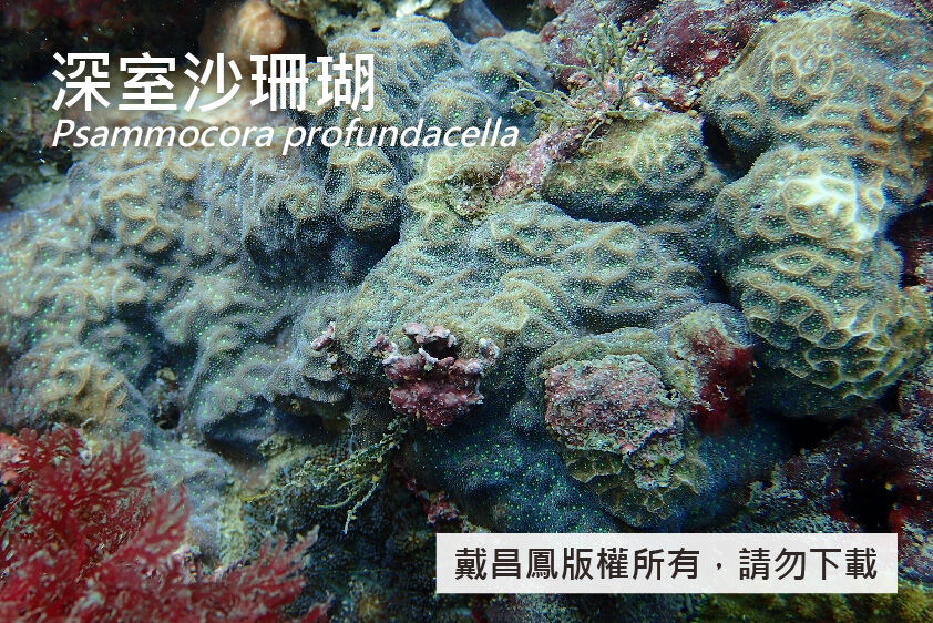 深室沙珊瑚