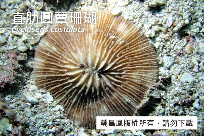直肋圓蕈珊瑚