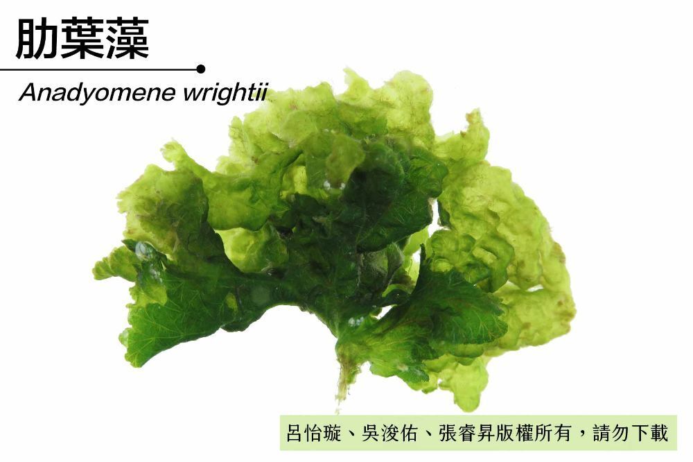 肋葉藻-臺灣百種海洋生物-大型海藻與海草