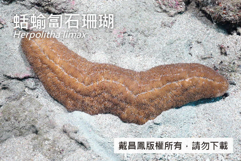 蛞蝓匐石珊瑚