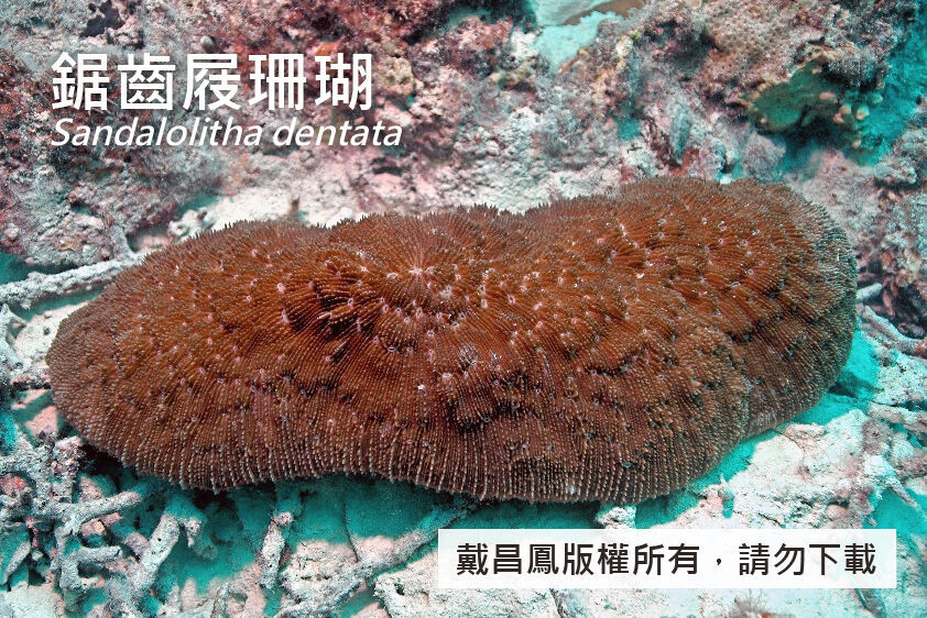 鋸齒屐珊瑚