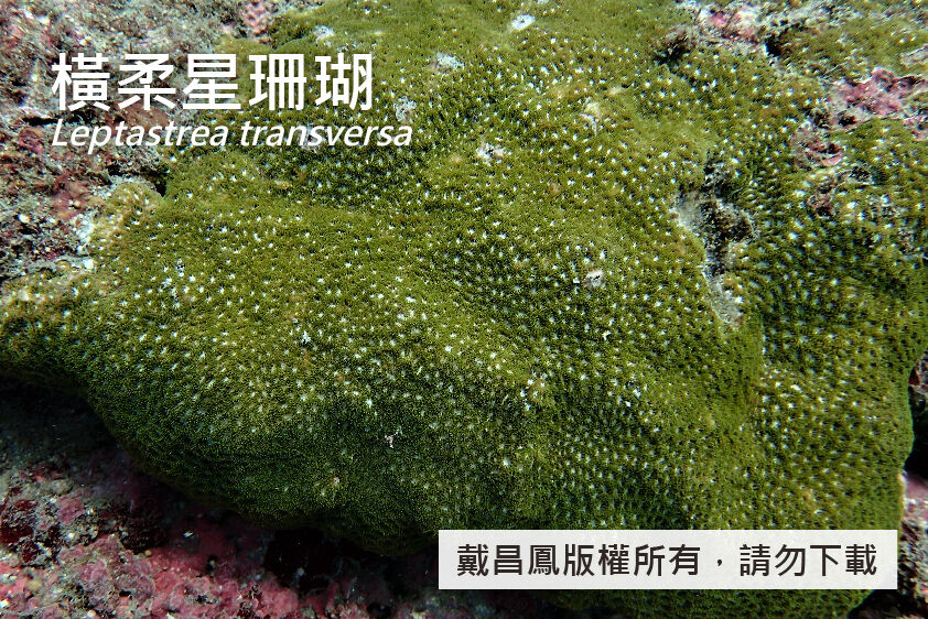 橫柔星珊瑚
