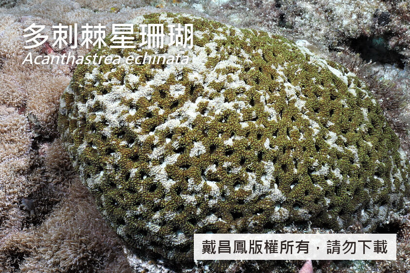 多刺棘星珊瑚