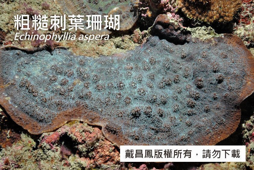 粗糙刺葉珊瑚
