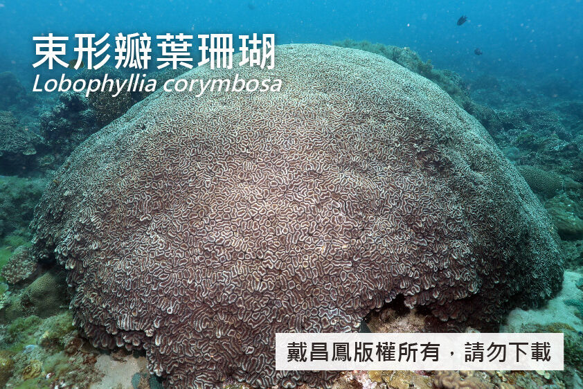束形瓣葉珊瑚