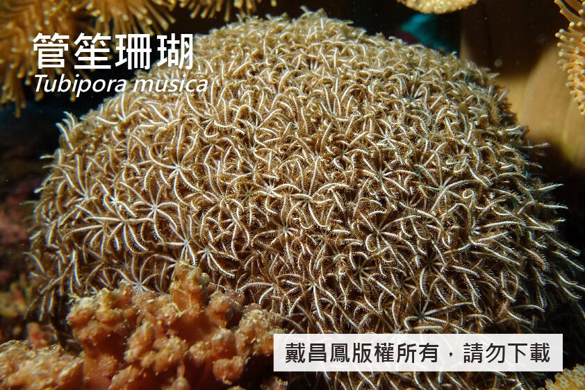 管笙珊瑚..
