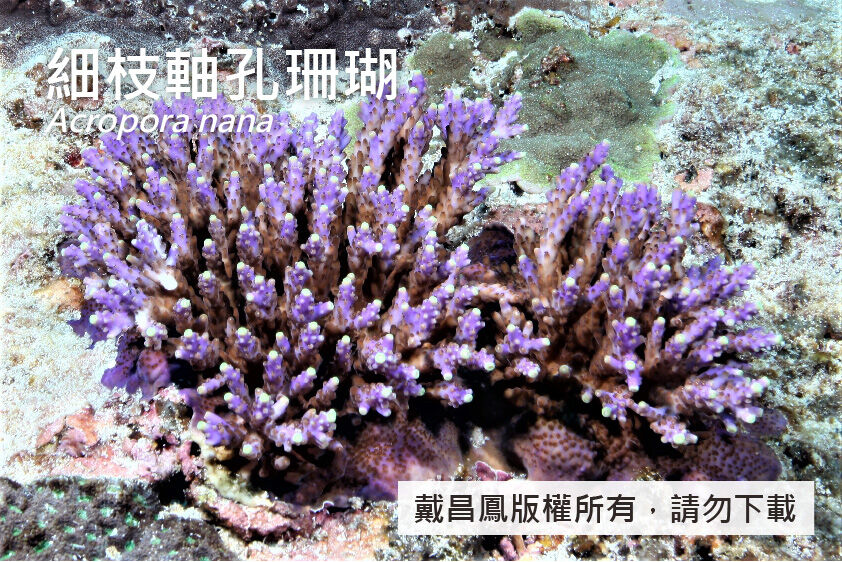 細枝軸孔珊瑚
