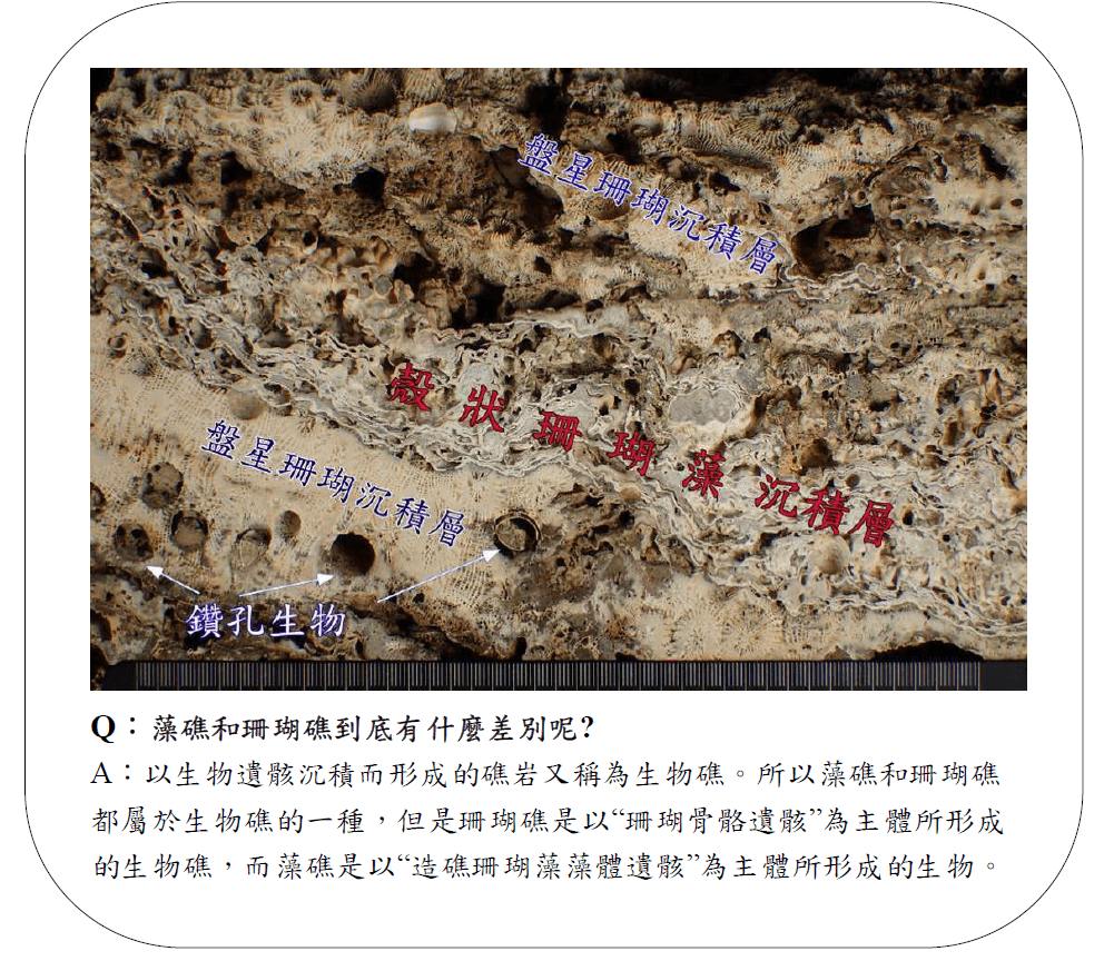 5藻礁和珊瑚礁到底有什麼差別呢