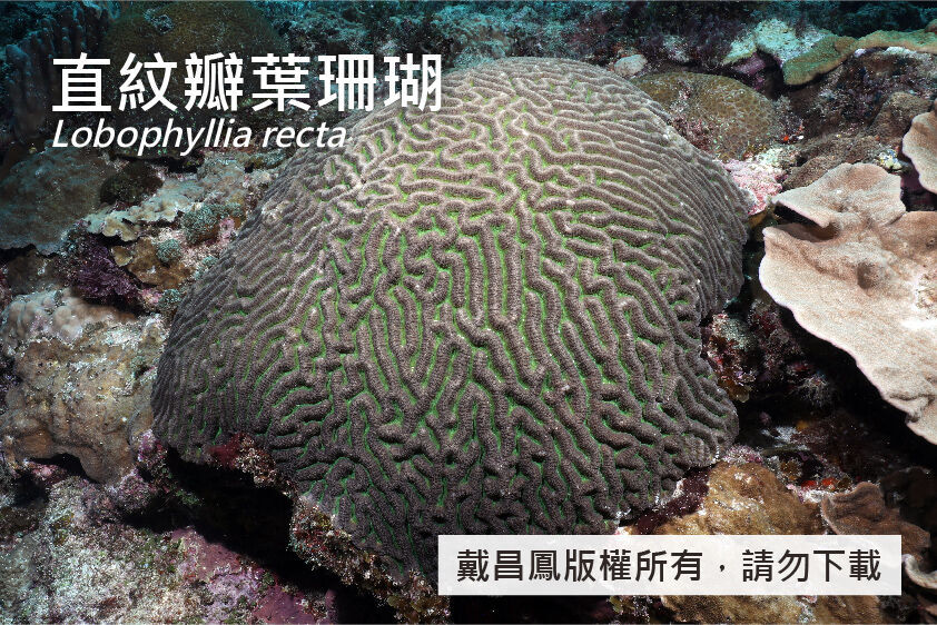 直紋瓣葉珊瑚