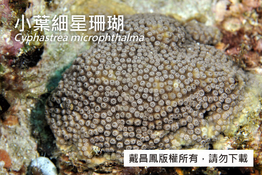 小葉細星珊瑚