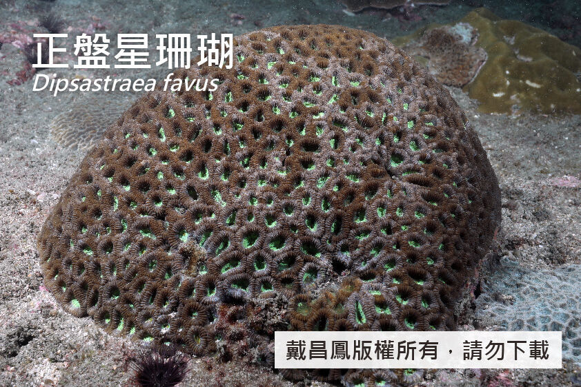 正盤星珊瑚
