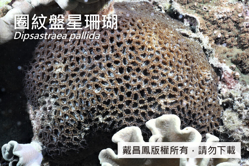 圈紋盤星珊瑚